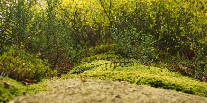 BIM技术如何重塑中山园林绿化工程？新华夏园的数字化园艺养护实践