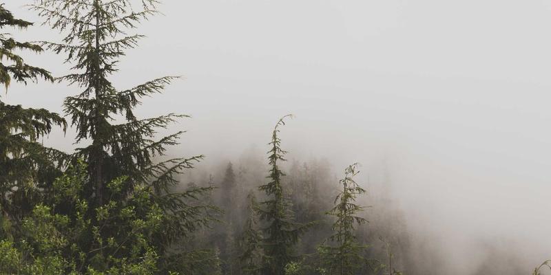 中山园林绿化100：从匠心设计到专业养护的全方位指南