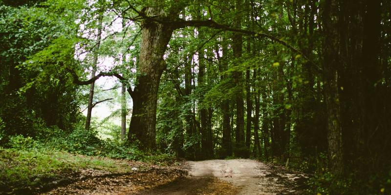 中山园林绿化:匠心设计赋能城市景观工程新篇章