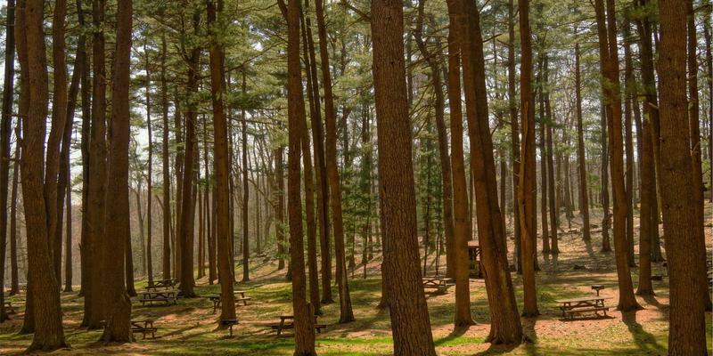 中山园林绿化废弃物资源化处理：从庭院设计到循环利用的绿色转型