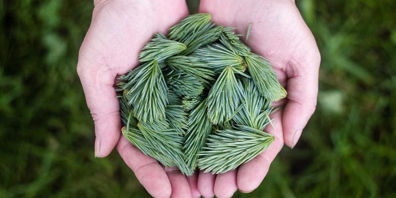 中山园林绿化设计五大原则与本地植物应用指南：打造可持续的景观工程