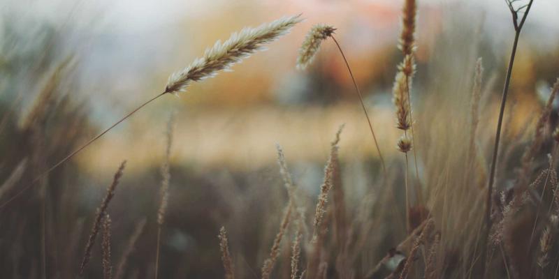 中山小区园林绿化养护管理全流程解析：从绿化施工到园艺养护的专业指南