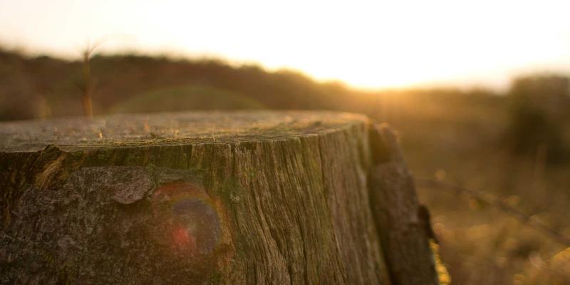 中山市湿地公园水生植物净化功能与景观美学协同设计