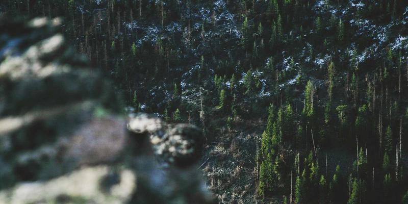 中山市道路绿化带降噪植物配置方案与声环境优化研究