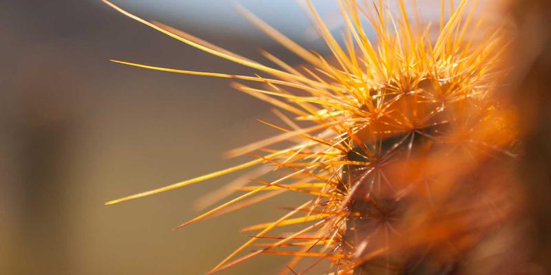 中山道路绿化带植物配置与季相变化设计：以新华夏园景观工程为例