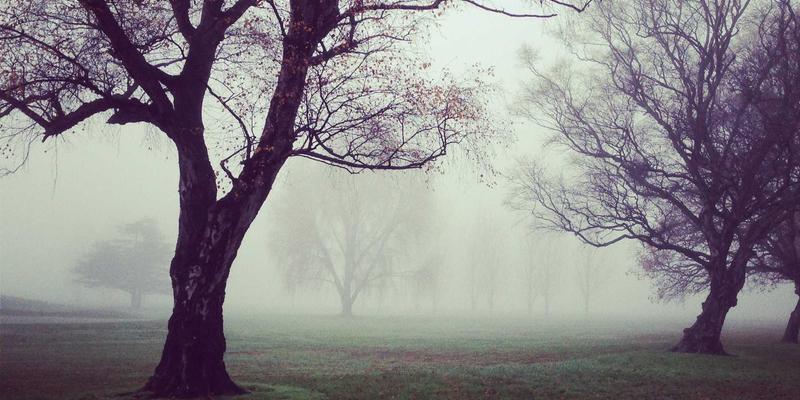 台风季园林树木如何固本强基？新华夏园分享防风加固与灾后修复全攻略